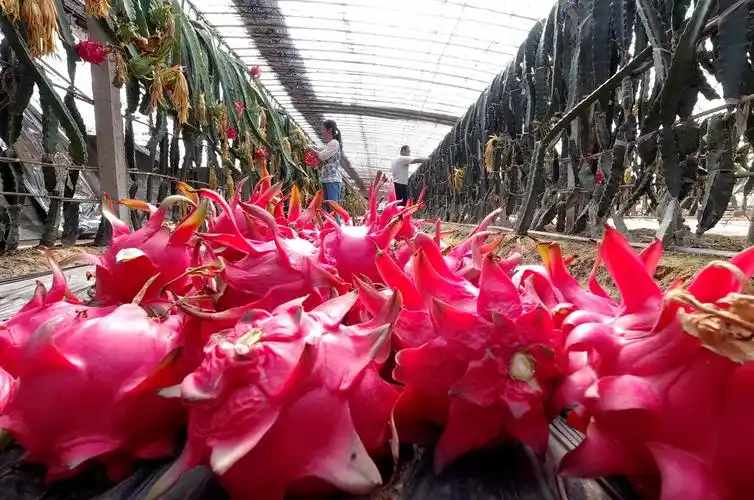 7月9日,唐山市曹妃甸区第六农场营城村的农民在大棚内采摘火龙果.