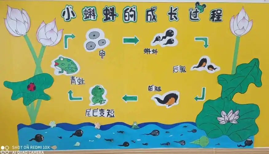 小蝌蚪找妈妈的故事大家都听过吗?一起来看一下小蝌蚪的成长过程吧