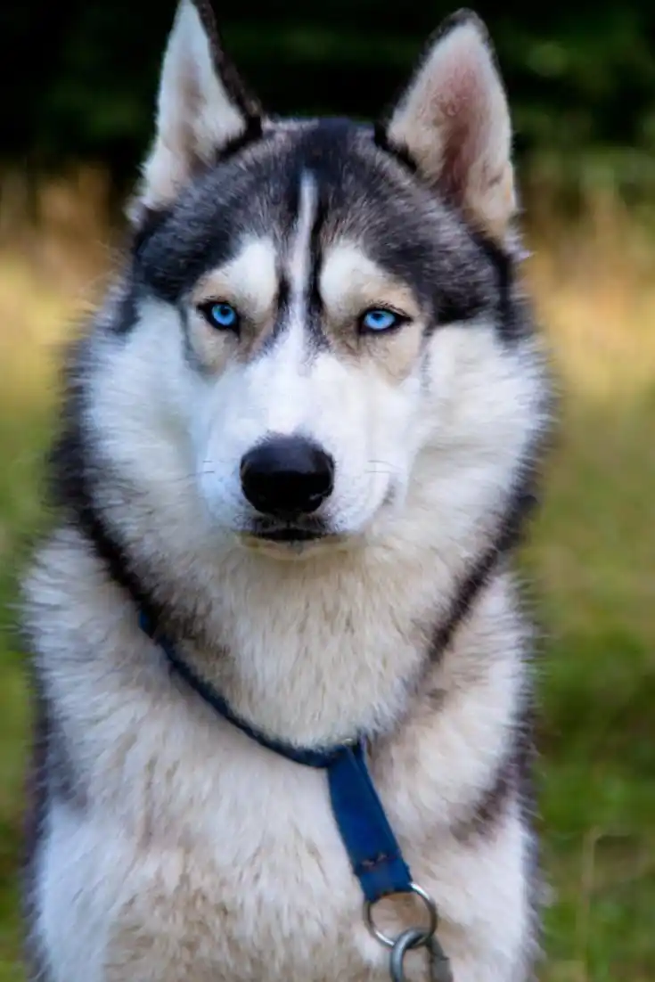 史上最"傻"哈士奇,天生斗鸡眼遭抛弃,结局却暖爆了_生活_澎湃新闻-the