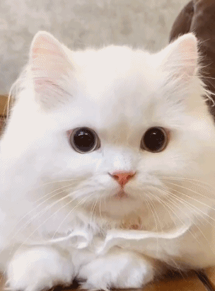 搞笑gif:来,兄弟,来根华子,这个劲大