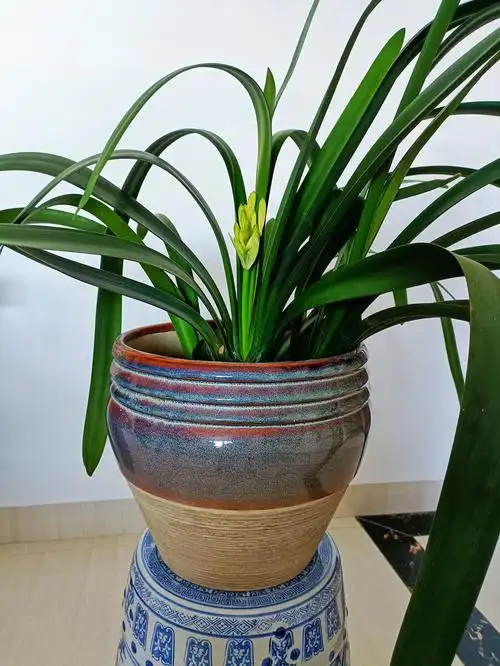 细叶黄花君子兰是窄叶片开黄色花朵的君子兰是从南非澳大利亚日本等国