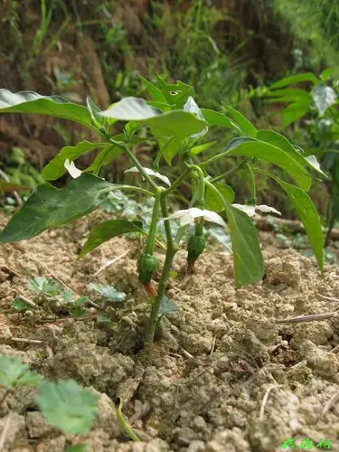 【组图】史上个子最小的成年辣椒树