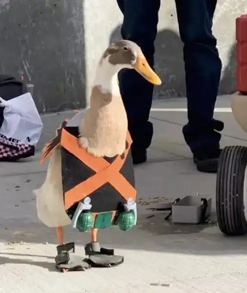 一只鸭模仿"爆豪胜己",霸气行走,简直是大佬级cos!