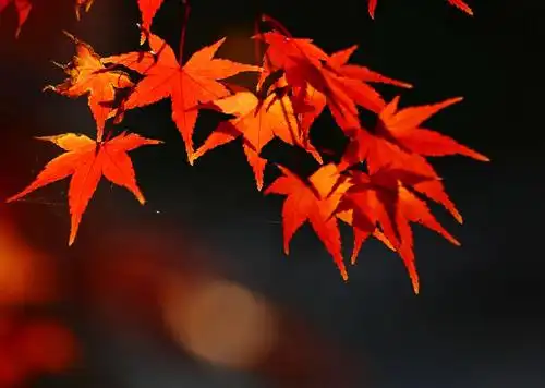 朝阳映照下的枫叶红似火———2019年12月10日