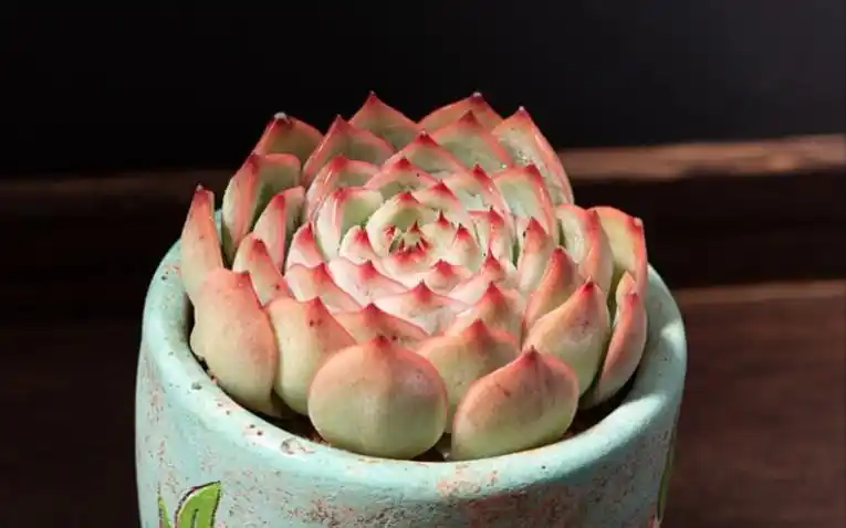 韩彩莲多肉和胧月非常相似,不仅仙气还皮实,在大广东度夏没问题