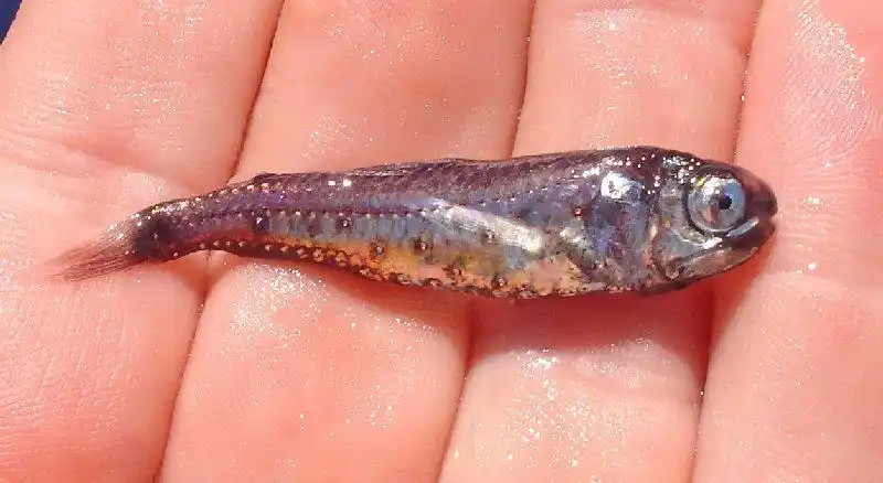 这里的灯笼鱼指的是灯笼鱼目灯笼鱼科(myctophidae)的小型中层鱼类,而