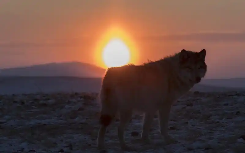 孤独的狼回头看,日落 iphone 壁纸