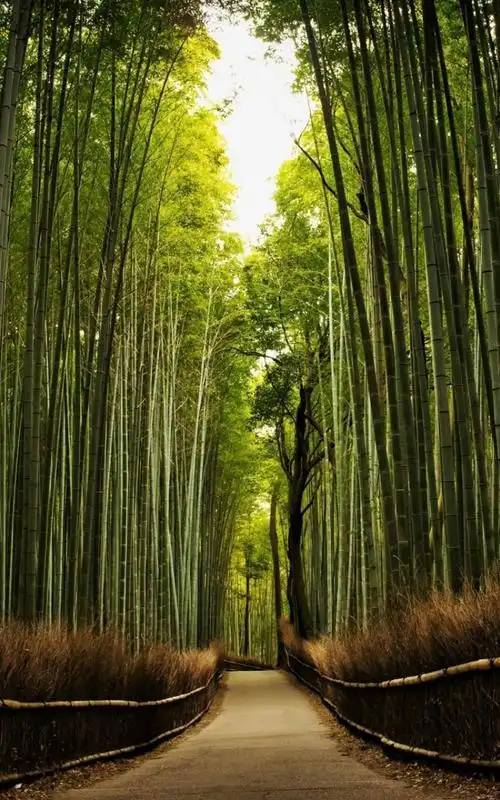 幽静小路绿色树林风景护眼手机壁纸下载