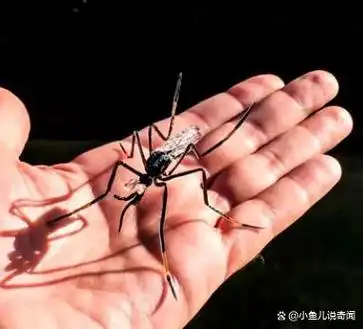 吉尼斯认证,华丽巨蚊作为世界上最大的蚊子,不同于普通蚊子的吸血行为
