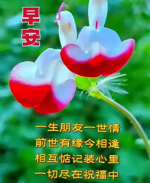 今日最新早安早上好精选,相互牵挂,祝福无价_生活_问候_身体