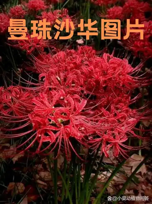 曼珠沙华图片  曼珠沙华(lycoris radiata),又称红花曼珠沙华或彼岸花
