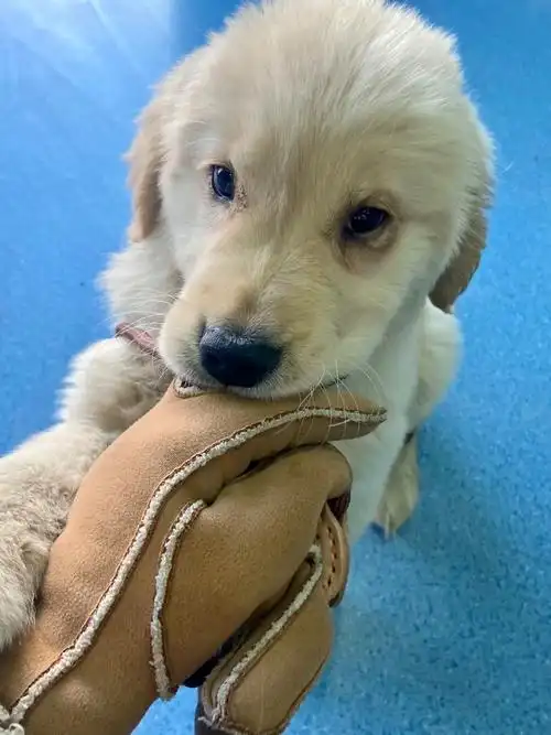 狗狗买回来时不到两个月,睫毛倒睫和眼睑内翻超级厉害,一只眼睛一直流