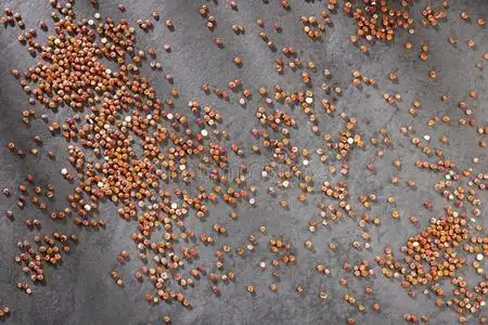 红色的种子关于有机的奎奴亚藜-藜属:世界温带地区的一个草本植物属奎