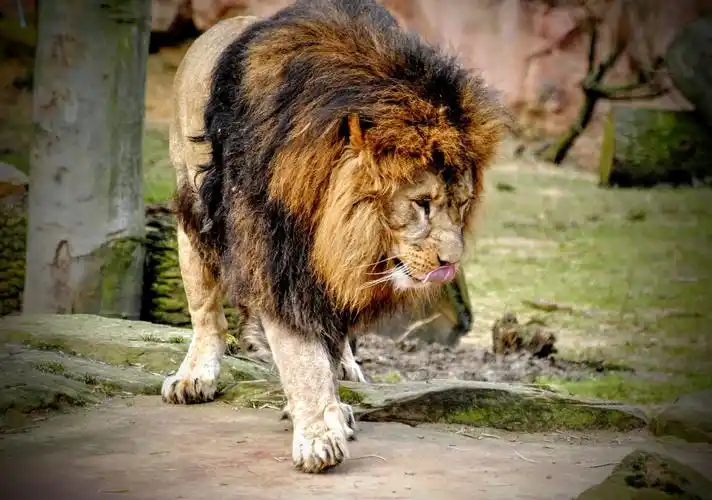 凶猛的狮子图片1920x1200分辨率查看