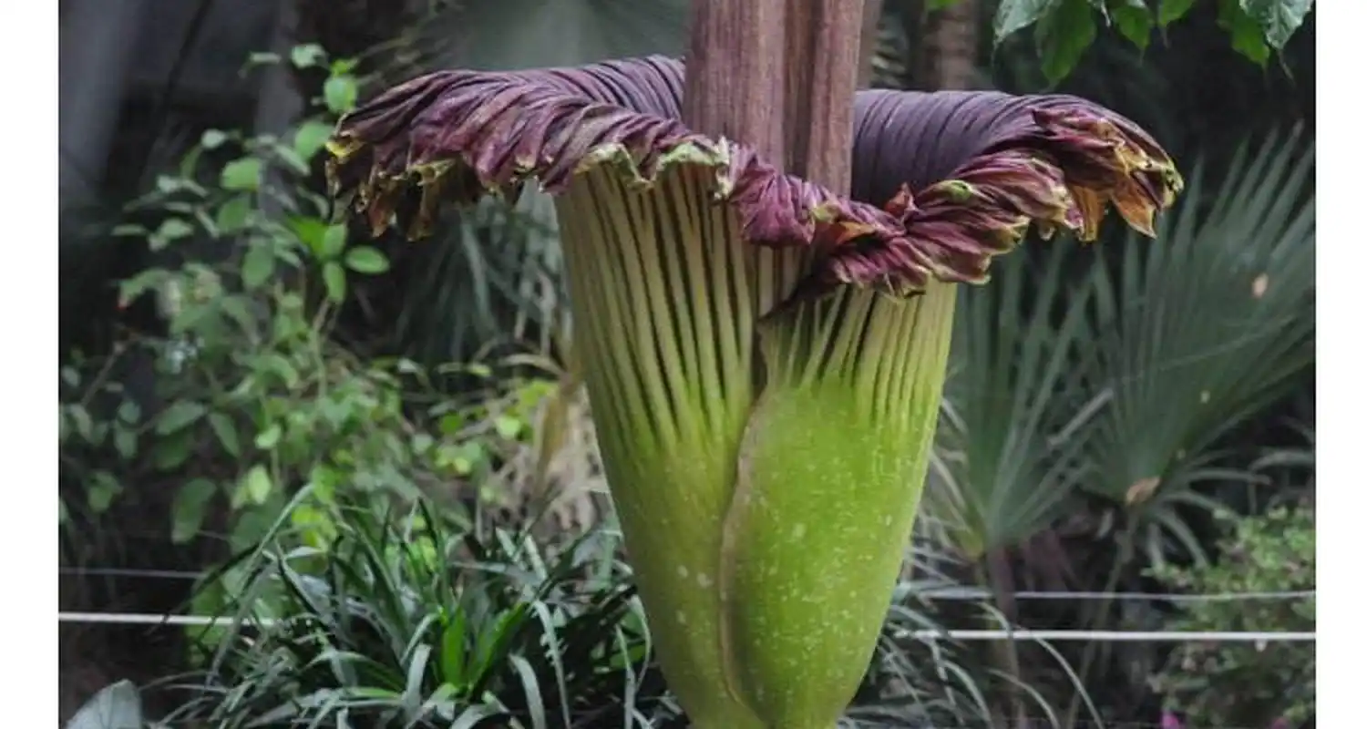 气味很臭,所以人们给它起了很多外号,比如"尸花""尸臭魔芋""泰坦魔芋"