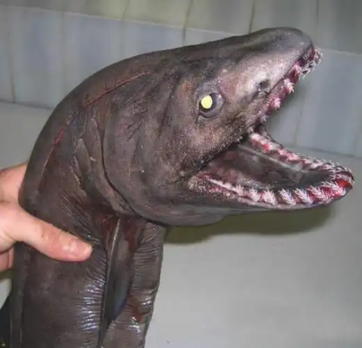 世界上最古老的鲨鱼是什么?皱鳃鲨有300多颗牙齿很恐怖