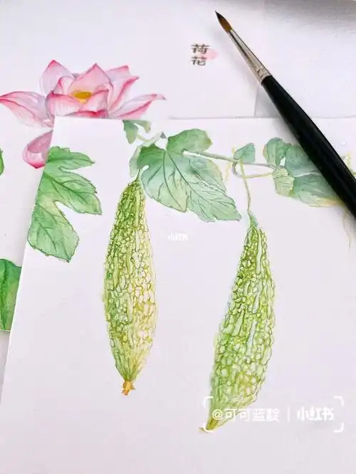 原创水彩植物苦瓜附步骤图