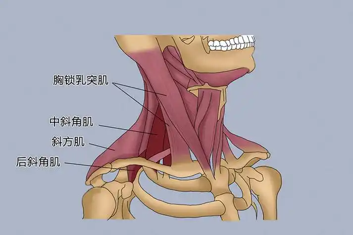 胸锁乳突肌,斜方肌位置图