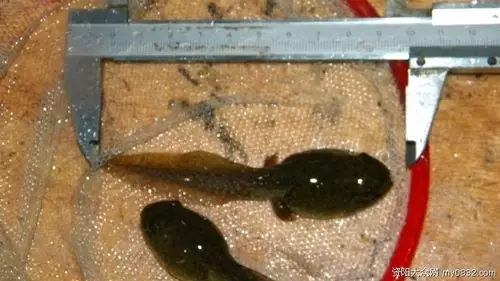 10厘米的蝌蚪……怎么长成的?有图有真相