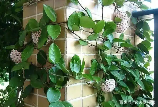 "绿萝"开花了?朋友家阳台养盆"它",花开了满墙,养护简单