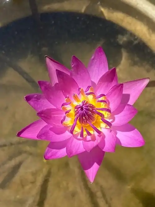 嘿种在废药罐里的鲁比睡莲