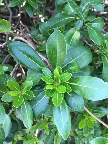 富春五小校园常见的植物