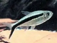 拐棍鱼图片_百度百科