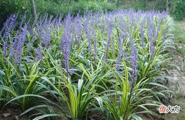 矮麦冬草坪好不好