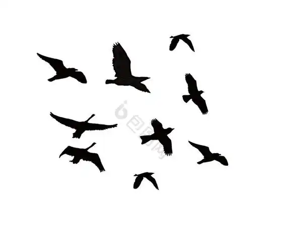 飞鸟天空飞翔展翅翱翔插画