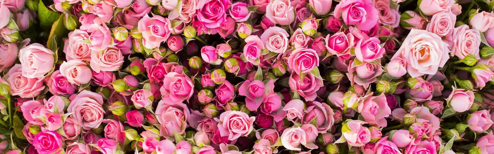 许多粉红玫瑰花 4k