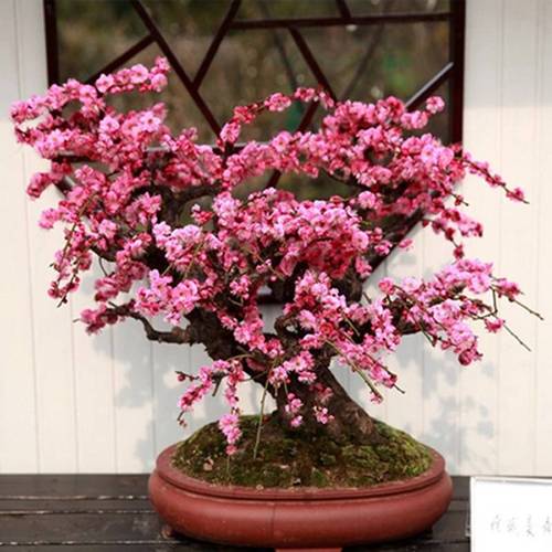 适合冬天种的花北方室外耐寒植物耐寒花耐冻高端盆景养的绿植腊梅