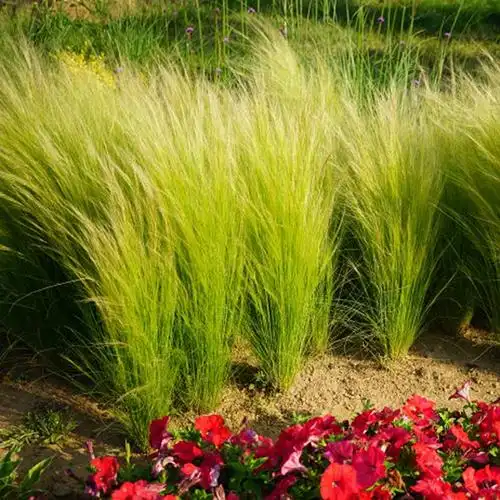 天使秀发细茎针茅芒草多年生草本植物花卉四季户外观赏