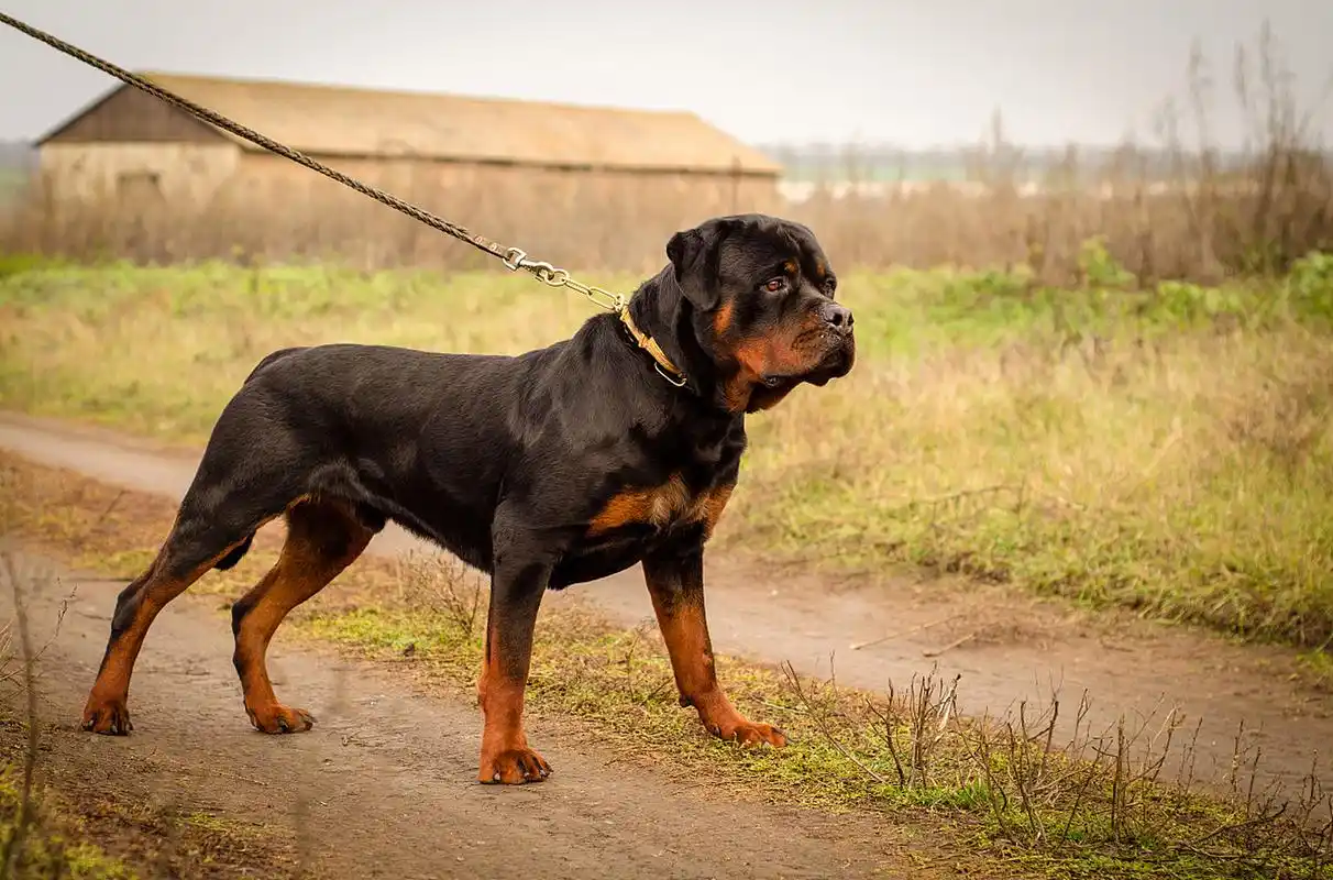 比特犬和藏獒都是著名烈犬,体型,外貌,性格和用途各异.