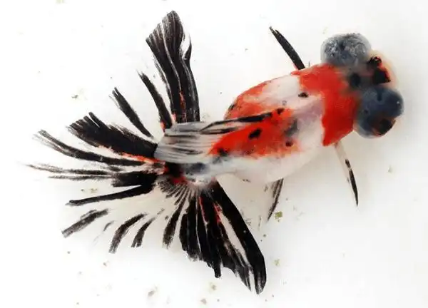 一组美丽的蝶尾金鱼欣赏