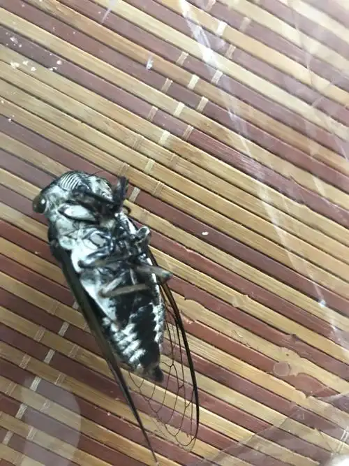 凌晨屋里闯入一只蝉,早上发现它在原地死了,这是为什么?