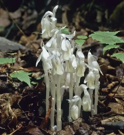 陕西发现"死亡之花"水晶兰 形如"豌豆射手"