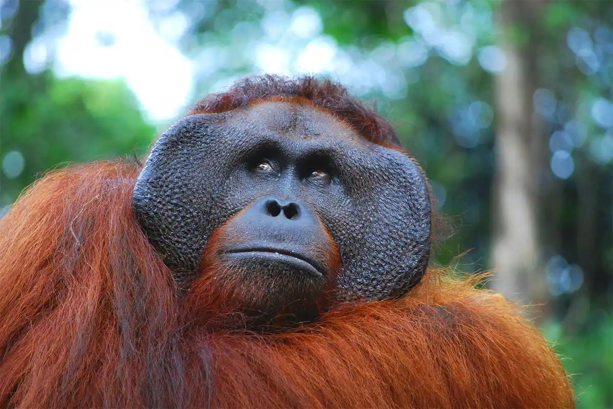 非常聪明的婆罗洲猩猩,会使用长矛状工具捕鱼,却已成为濒危物种