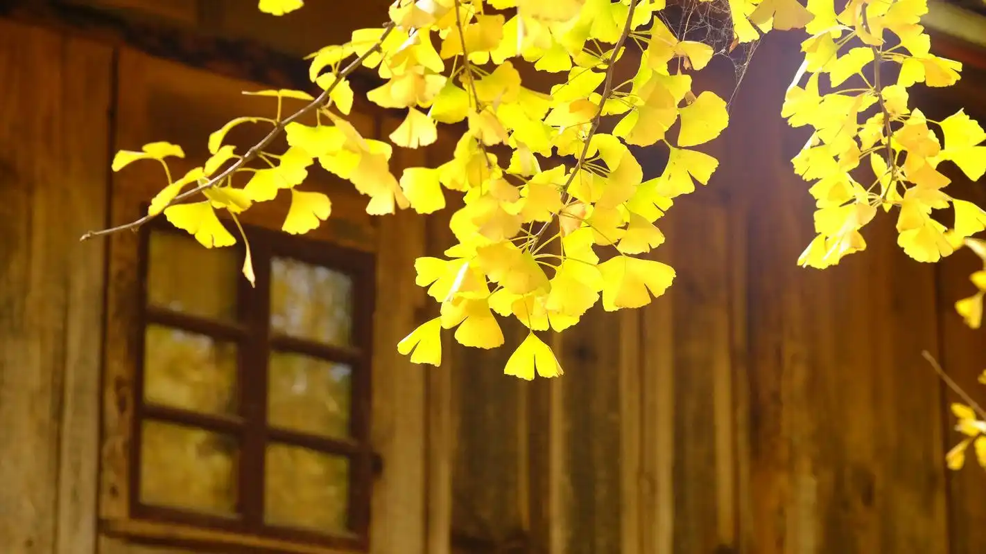 金黄的银杏叶高清宽屏桌面壁纸.