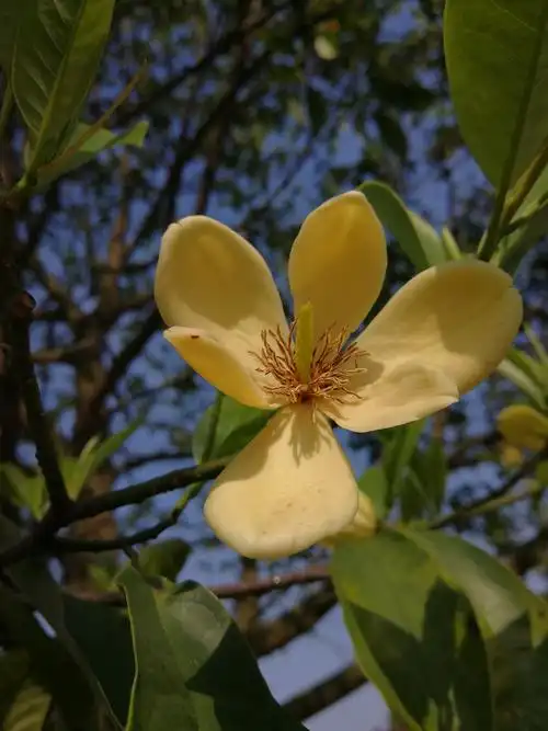 教学楼前的乐昌含笑,真是迷人!