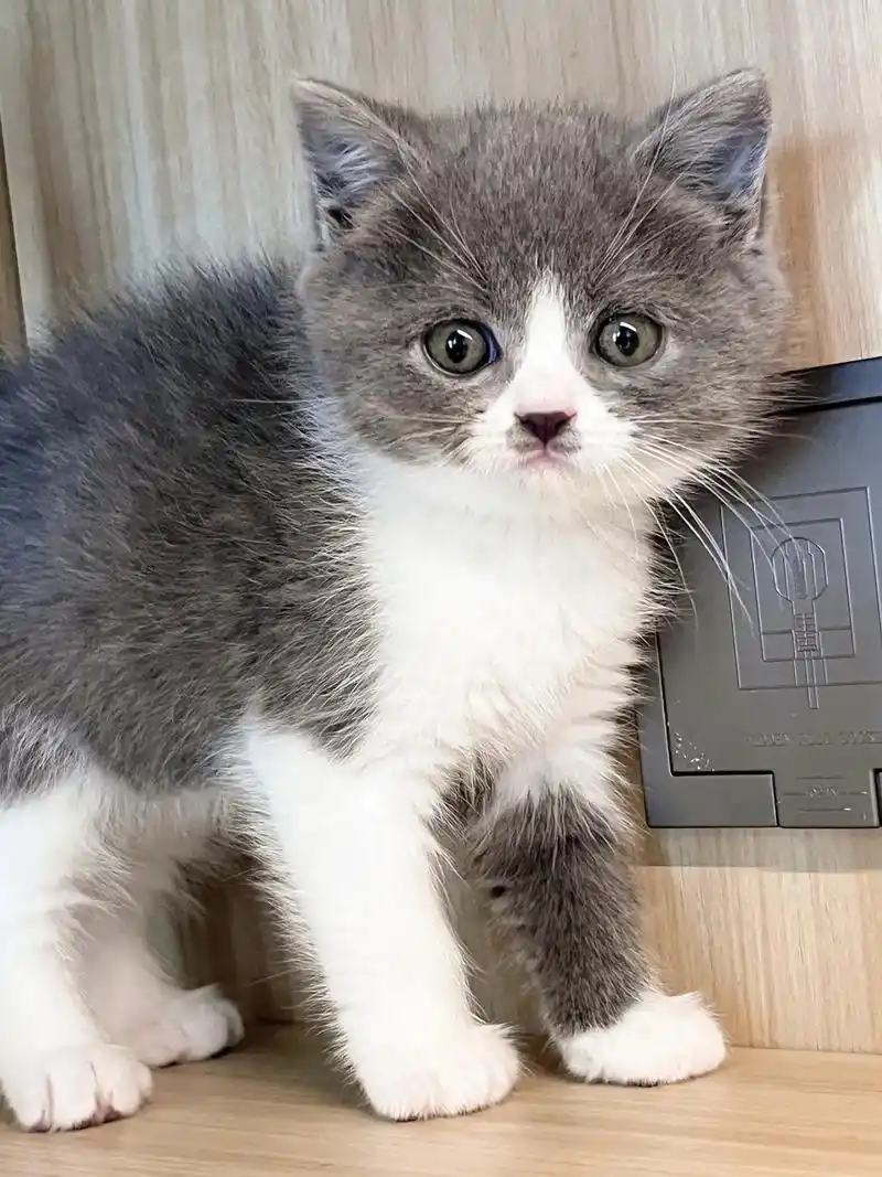 重庆猫咪领养自提.#英短蓝白找家长 生命不分大小不分品种有