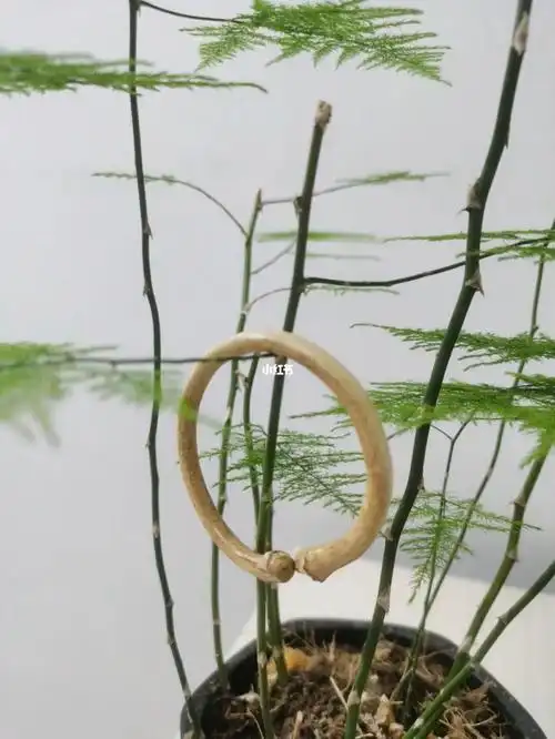 养养文竹 盘盘藤镯 这个夏季很快就要过去了 #鸡血藤