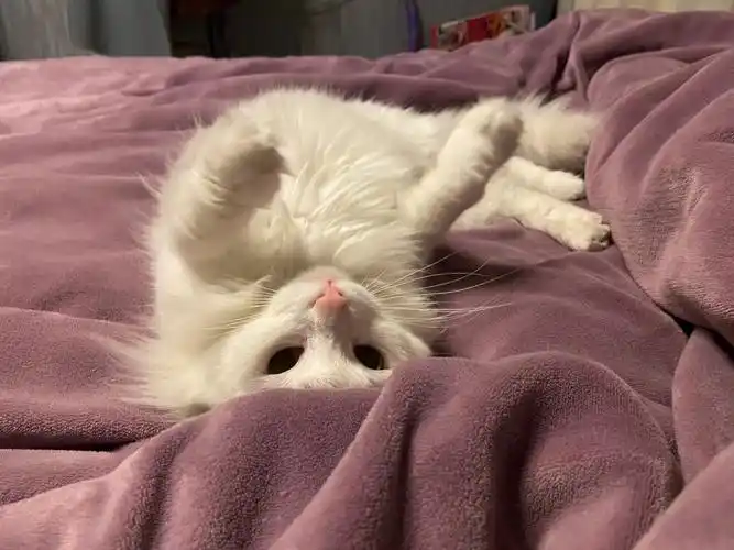 月巴猫撒娇四连杀