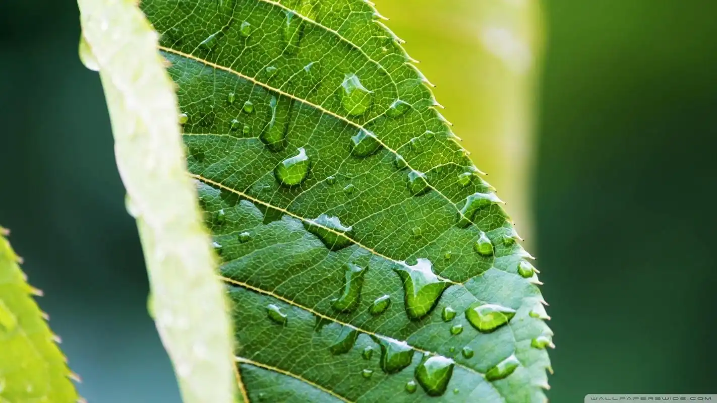 绿色护眼植物高清桌面壁纸