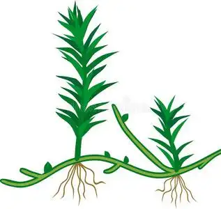 苔植物关于普通的杜松苔苔藓或金发藓属公社.年幼的游戏插画