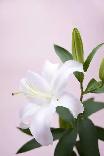 百合图片 百合草本野菜植物图片[7/15]_图片大全_美桌网