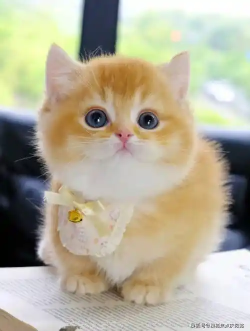 宁波买金渐层猫首页网站(宁波镇海区)买金渐层猫在哪里买靠谱又便宜