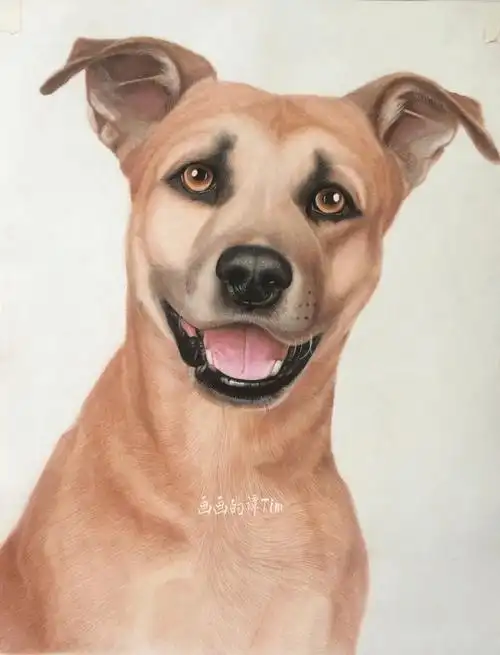 彩铅小狗教程来啦带步骤快画起来吧0909