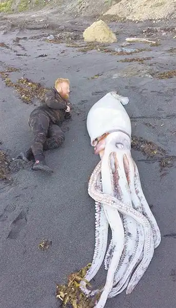 新西兰惠灵顿南部海滩现长4.2米巨型乌贼!