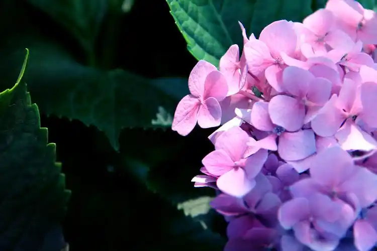 绣球花壁纸图片