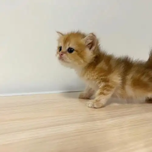 已定金渐层虎斑弟弟